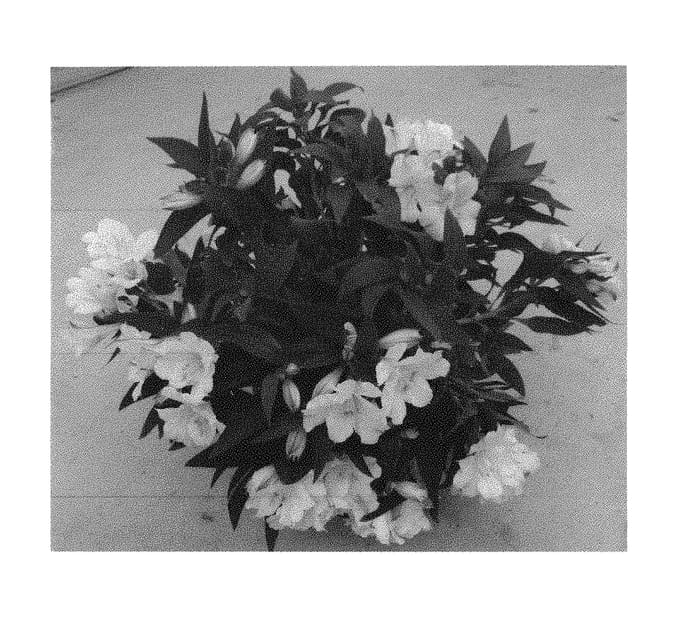 Figure 1 of US plant patent PP29863, the photograph of Zaprilaur printed in the patent.