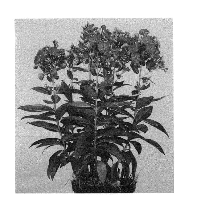 Figure 1 of US plant patent PP29864, the photograph of Verspurple printed in the patent.
