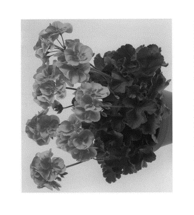 Figure 1 of US plant patent PP29865, the photograph of Pactiopea printed in the patent.