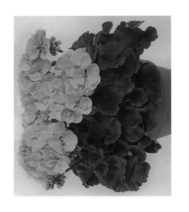 Figure 1 of US plant patent PP29866, the photograph of Pacalm printed in the patent.