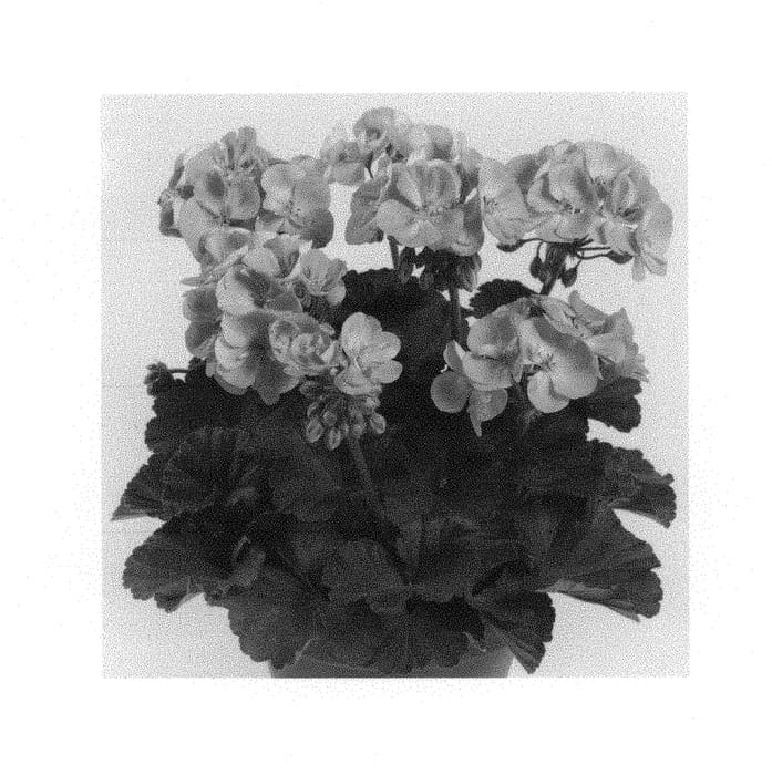 Figure 1 of US plant patent PP29867, the photograph of Pacgreta printed in the patent.