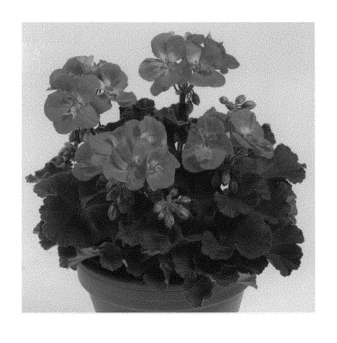 Figure 1 of US plant patent PP29868, the photograph of Pacletta printed in the patent.