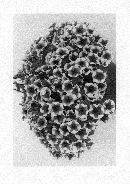 Figure 1 of US plant patent PP29869, the photograph of Dueswepurto17 printed in the patent.