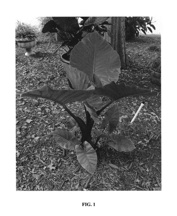 Figure 1 of US plant patent PP29870, the photograph of Dark Star printed in the patent.