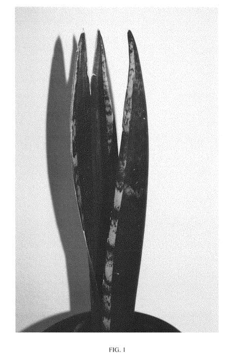Figure 1 of US plant patent PP29871, the photograph of GREEN MERMAID printed in the patent.