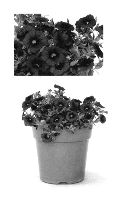Figure 1 of US plant patent PP29872, the photograph of BBCAL76001 printed in the patent.