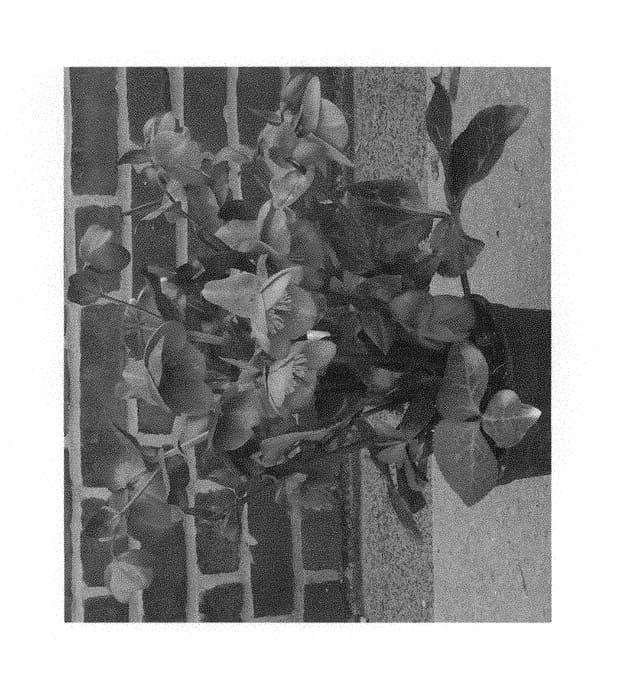 Figure 1 of US plant patent PP29873, the photograph of EPB 210 printed in the patent.