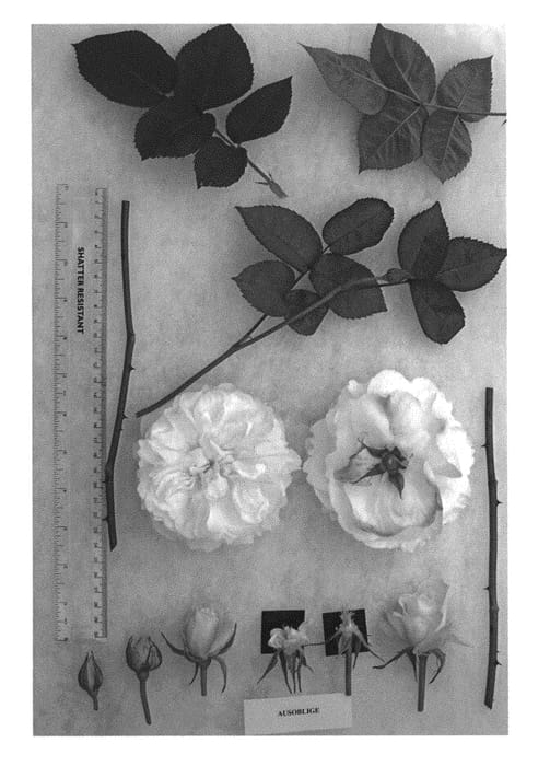 Figure 1 of US plant patent PP29874, the photograph of AUSoblige printed in the patent.