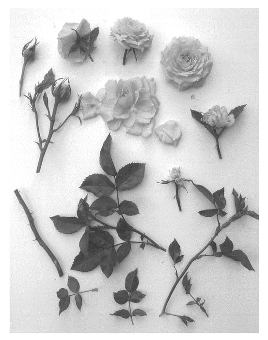 Figure 1 of US plant patent PP29875, the photograph of Poulpar084 printed in the patent.