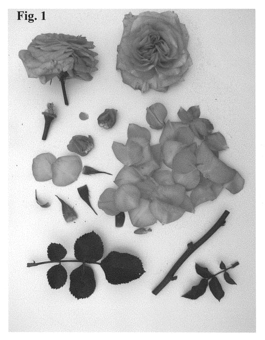 Figure 1 of US plant patent PP29876, the photograph of Poulpah077 printed in the patent.