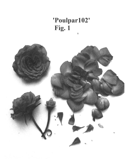 Figure 1 of US plant patent PP29877, the photograph of Poulpar102 printed in the patent.
