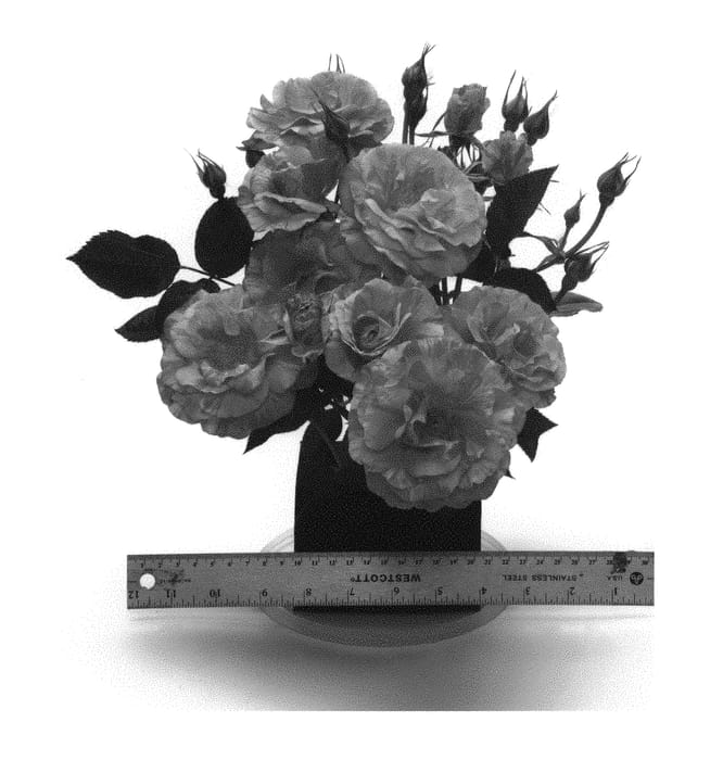 Figure 1 of US plant patent PP29878, the photograph of WEKcifrabaun printed in the patent.
