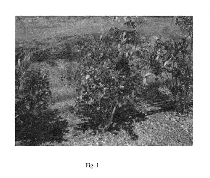 Figure 1 of US plant patent PP29879, the photograph of Gumbo printed in the patent.
