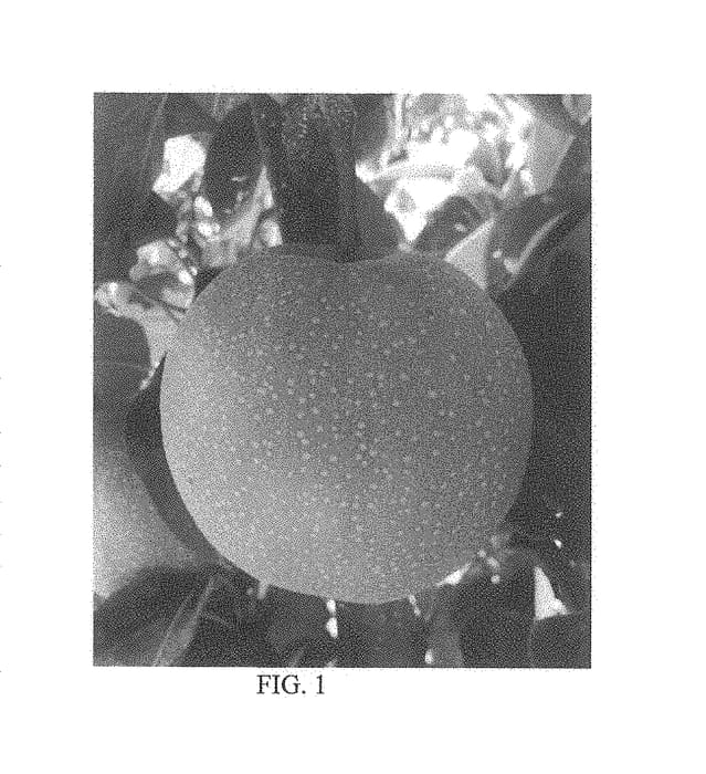 Figure 1 of US plant patent PP29880, the photograph of Peggy Pear printed in the patent.