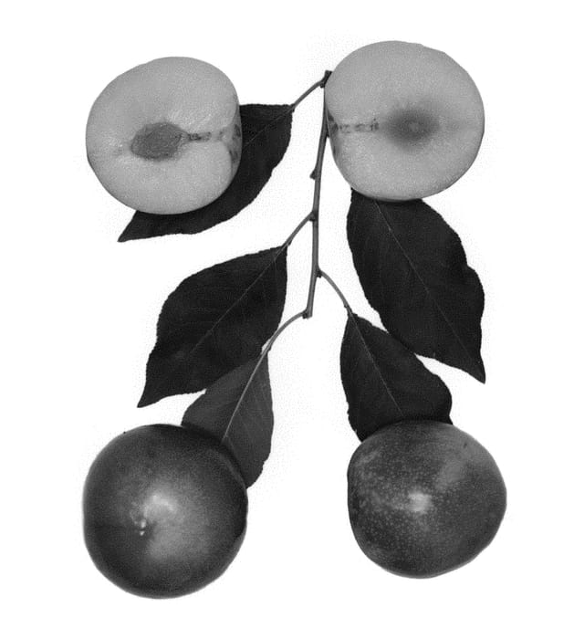 Figure 1 of US plant patent PP29881, the photograph of Sunset Plapple printed in the patent.