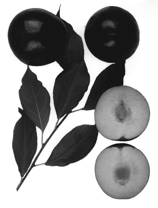 Figure 1 of US plant patent PP29882, the photograph of Sherri's Flavor printed in the patent.