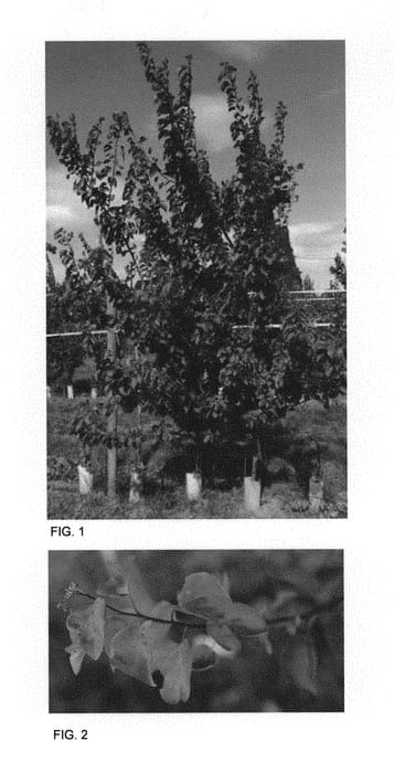 Figure 1 of US plant patent PP29883, the photograph of APRICANDY printed in the patent.