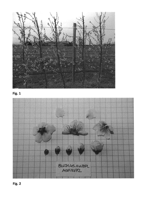 Figure 1 of US plant patent PP29884, the photograph of CAKEBELLA printed in the patent.
