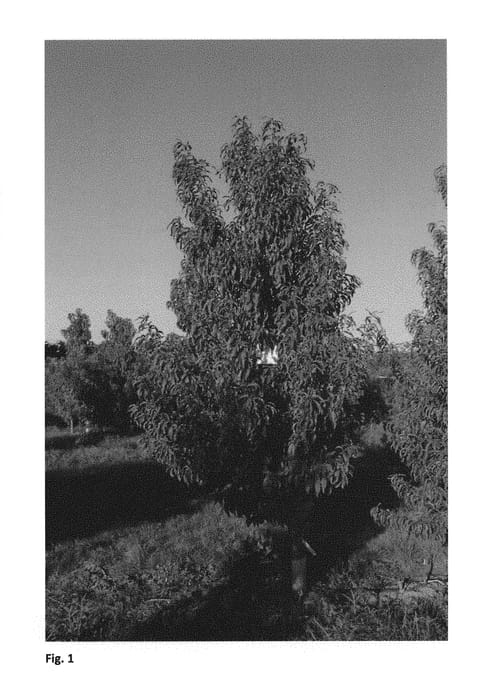 Figure 1 of US plant patent PP29885, the photograph of CAKEMOON printed in the patent.