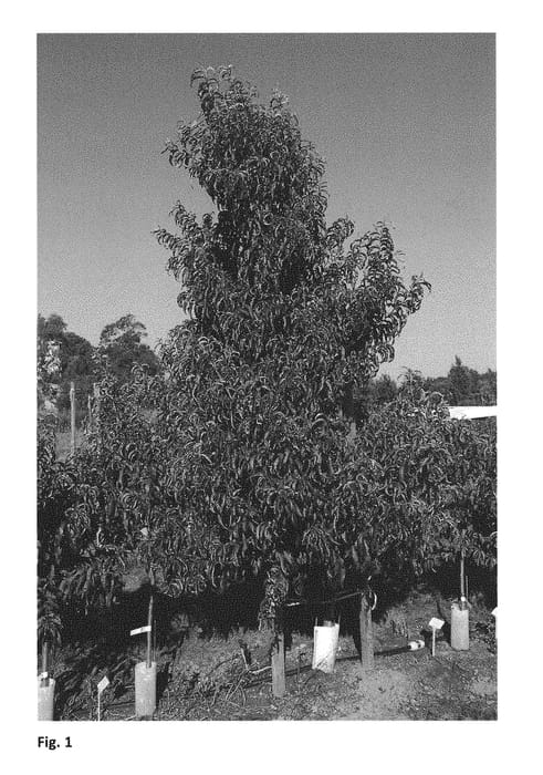 Figure 1 of US plant patent PP29886, the photograph of CAKESNOW printed in the patent.