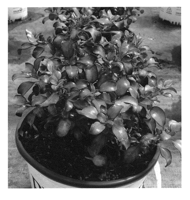 Figure 1 of US plant patent PP29887, the photograph of NGCOP7 printed in the patent.