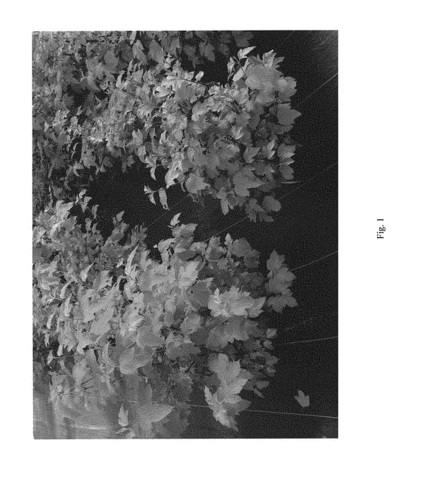 Figure 1 of US plant patent PP29888, the photograph of SMNVODR printed in the patent.