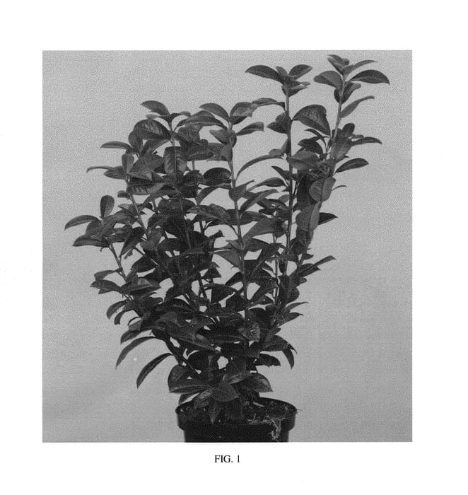 Figure 1 of US plant patent PP29889, the photograph of Jong1 printed in the patent.
