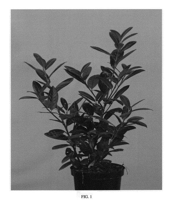 Figure 1 of US plant patent PP29890, the photograph of Jong2 printed in the patent.