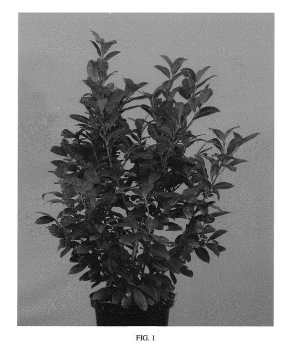 Figure 1 of US plant patent PP29891, the photograph of Jong3 printed in the patent.
