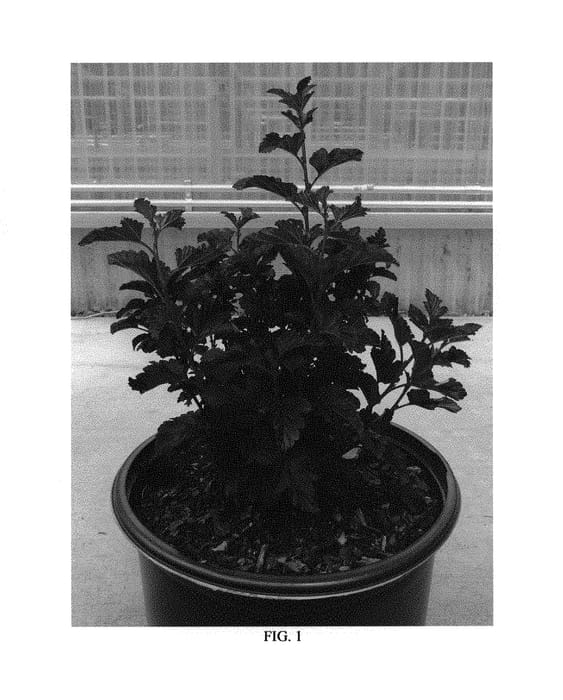 Figure 1 of US plant patent PP29892, the photograph of Minall2 printed in the patent.