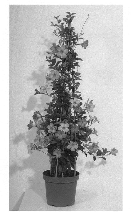 Figure 1 of US plant patent PP29893, the photograph of KLEMS16028 printed in the patent.
