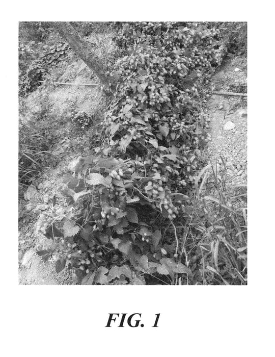 Figure 1 of US plant patent PP29894, the photograph of HBC 522 printed in the patent.