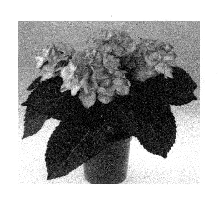 Figure 1 of US plant patent PP29895, the photograph of SCHROLL42-12-01 printed in the patent.