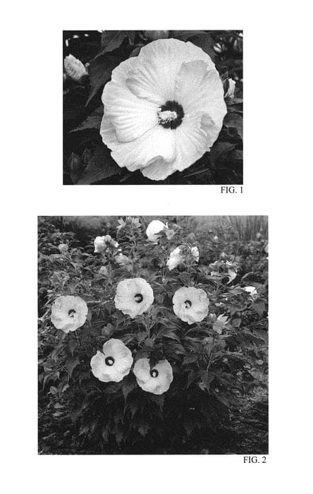Figure 1 of US plant patent PP29896, the photograph of Ballet Slippers printed in the patent.