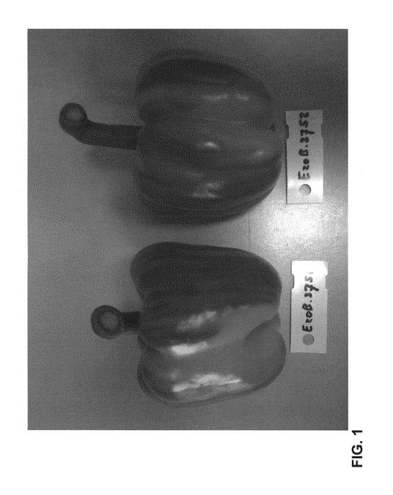 Figure 1 of US plant patent PP29897, the photograph of E20B3752 printed in the patent.