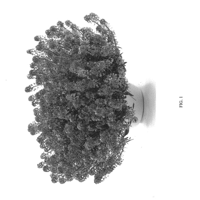 Figure 1 of US plant patent PP29898, the photograph of DLOBUDLAVS printed in the patent.