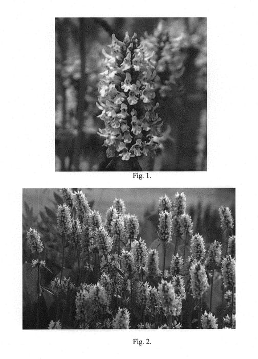 Figure 1 of US plant patent PP29899, the photograph of Summer Crush printed in the patent.