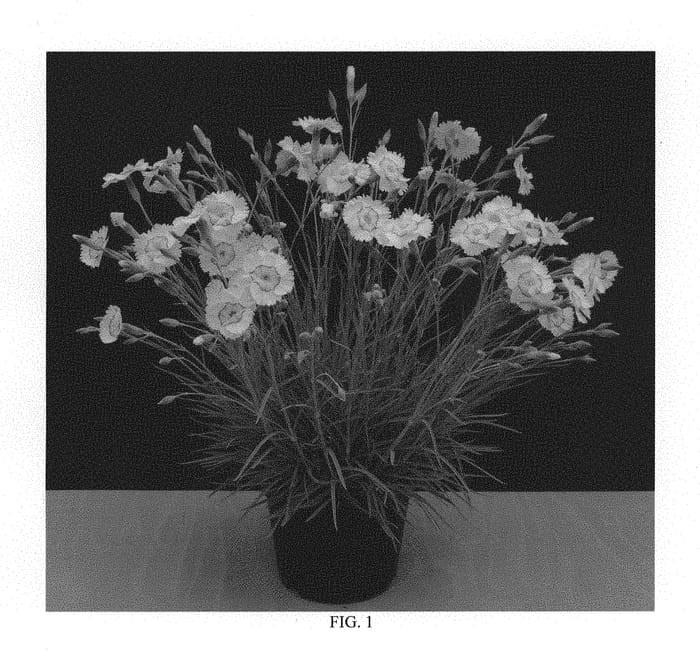Figure 1 of US plant patent PP29900, the photograph of WP15 PIE45 printed in the patent.