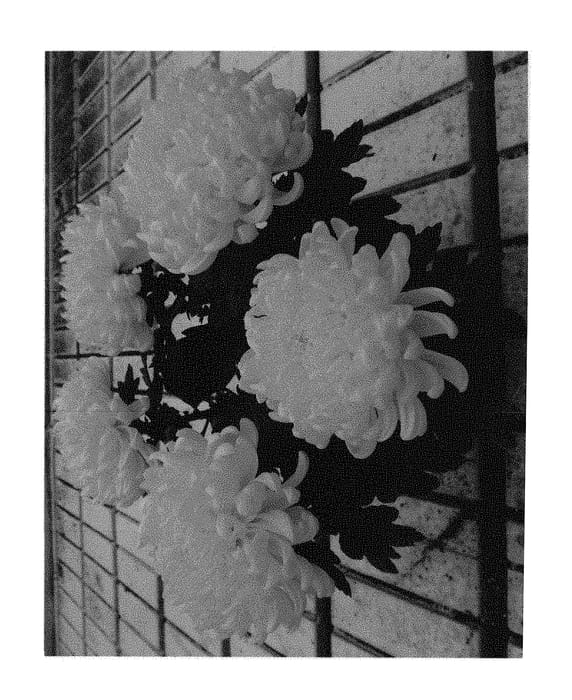 Figure 1 of US plant patent PP29901, the photograph of Fichrycosyel printed in the patent.