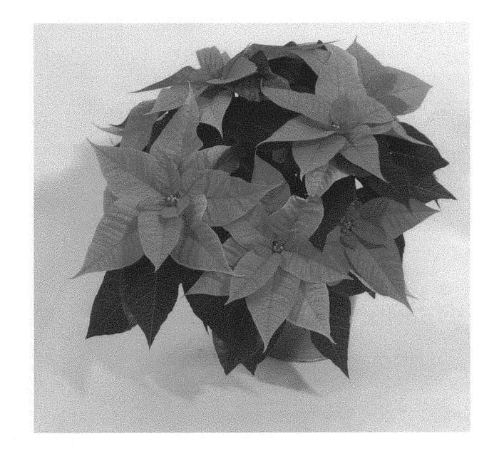 Figure 1 of US plant patent PP29902, the photograph of NPCW16226 printed in the patent.