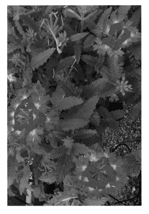 Figure 1 of US plant patent PP29903, the photograph of Dueverwicneo printed in the patent.