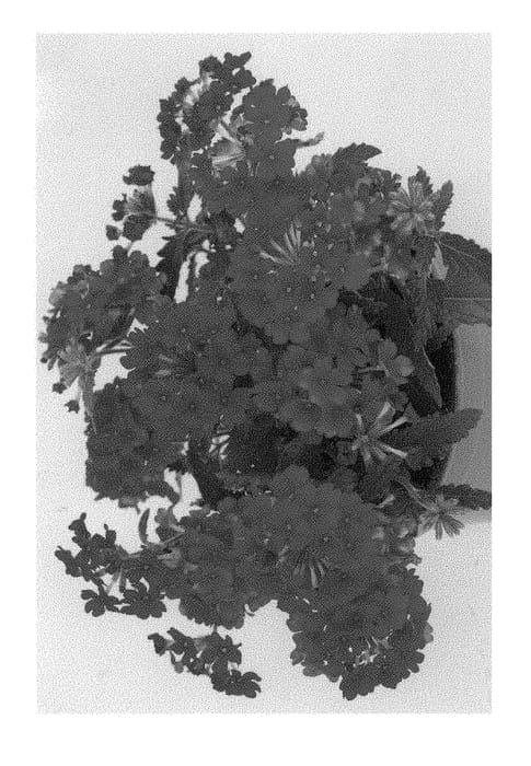 Figure 1 of US plant patent PP29904, the photograph of Duelinmagen printed in the patent.