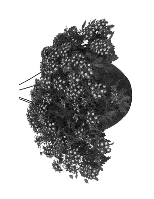 Figure 1 of US plant patent PP29905, the photograph of Duempfladapuch printed in the patent.