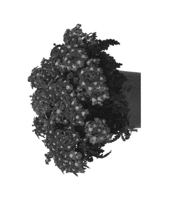 Figure 1 of US plant patent PP29906, the photograph of Duempflaneo printed in the patent.