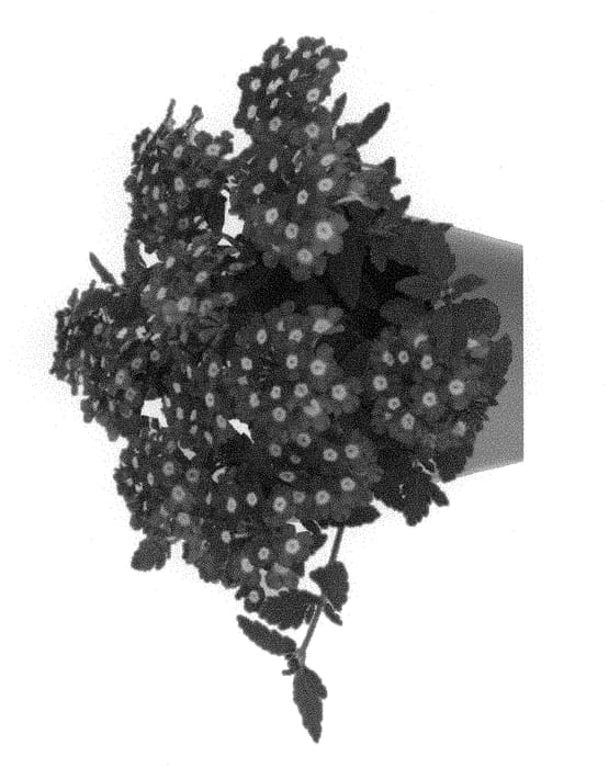 Figure 1 of US plant patent PP29907, the photograph of Duempamech printed in the patent.