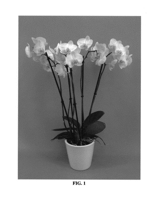 Figure 1 of US plant patent PP29908, the photograph of PHALGONDAL printed in the patent.