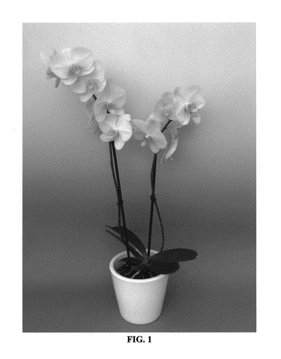 Figure 1 of US plant patent PP29909, the photograph of PHALGLAZAL printed in the patent.