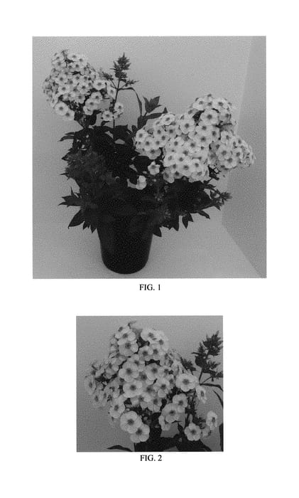 Figure 1 of US plant patent PP29910, the photograph of Cherry Cream printed in the patent.