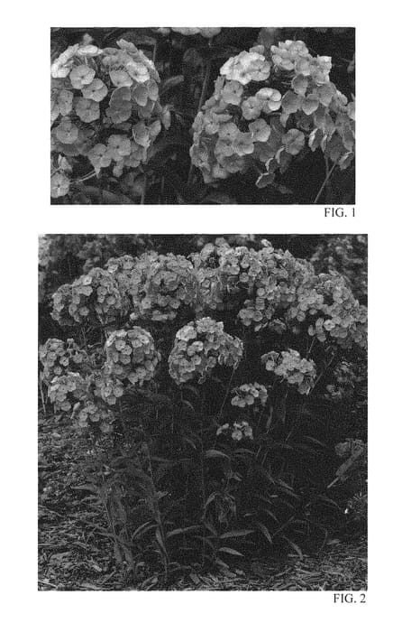 Figure 1 of US plant patent PP29911, the photograph of Fashionably Early Flamingo printed in the patent.