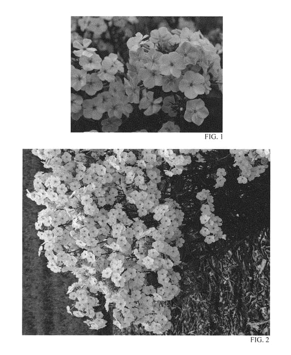 Figure 1 of US plant patent PP29912, the photograph of Fashionably Early Lavender Ice printed in the patent.